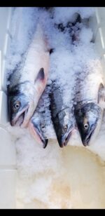 Sockeye salmon on ice