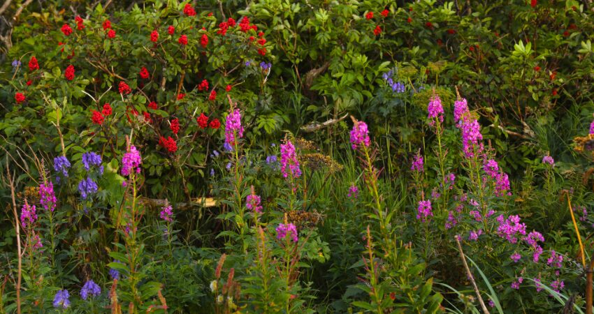 Aleut Region summer