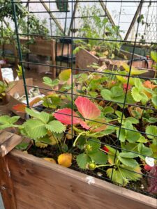 Strawberries