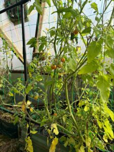 Tomatoes